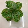Nine red peacock leaves details Picture